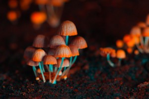 Small mushrooms toadstools. Selective focus. Back light